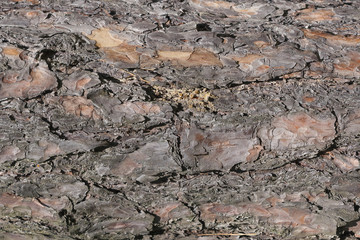 pine tree bark background and texture