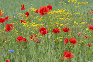 Fototapeta na wymiar Field of wildflowers with poppies and yellow flowers