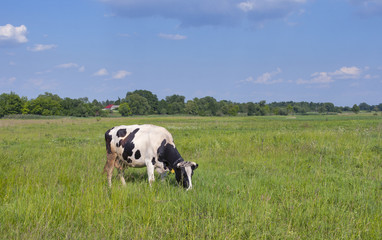 black and white cow in a meadow