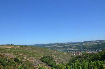 Fototapeta na wymiar Vigne côte-rôtie ( AOC ) grand cru Rhône - Vignoble