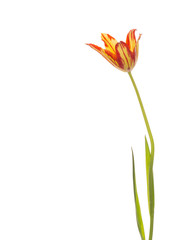 beautiful bright tulip