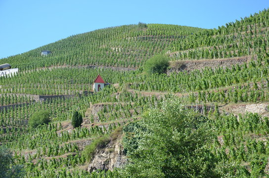 Vigne c&ocirc;te-r&ocirc;tie ( AOC ) grand cru Rh&ocirc;ne - Vignoble