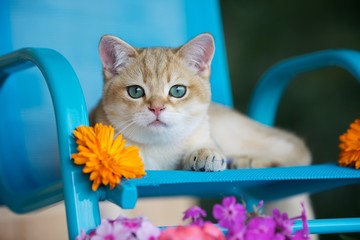 Golden kitten is lying on the armchair