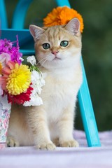 Британский котенок сидит рядом с букетом цветов