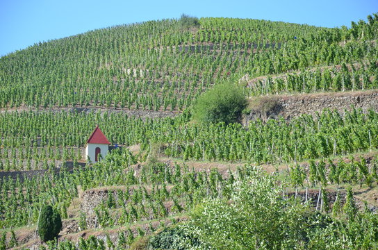 Vigne c&ocirc;te-r&ocirc;tie ( AOC ) grand cru Rh&ocirc;ne - Vignoble