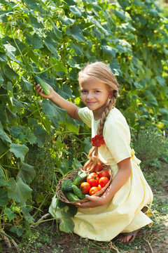 Happy Young Girl Picking Cucumbers In The Summer Garden