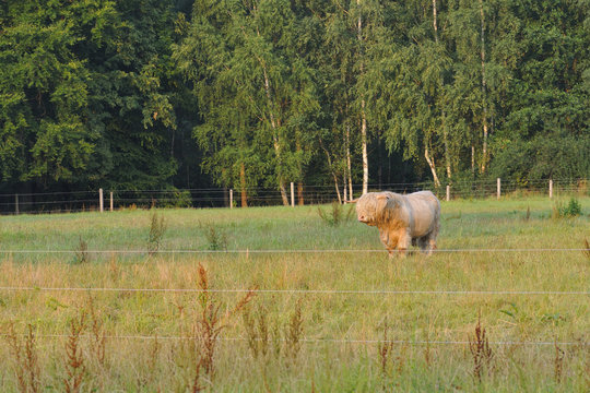 Hochlandrind 