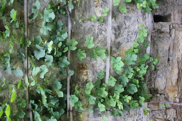 Green ivy and stone wall 7868