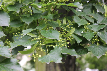 Green leaves background 7881