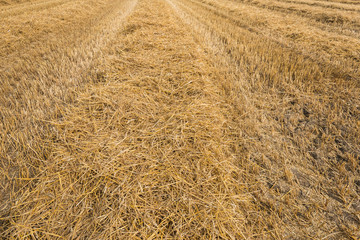 Stubble field after the harvesting threshing of the wheat