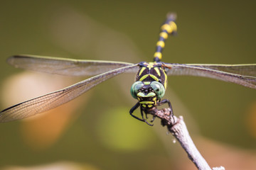 Ictinogomphus decoratus melaenops 