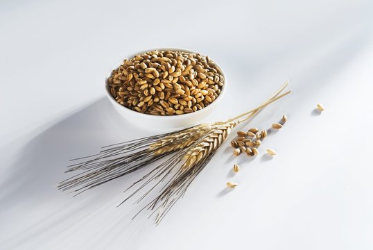Barley in dish, ears of barley beside it