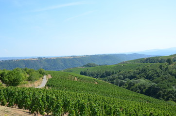 Fototapeta premium Vigne côte-rôtie ( AOC ) grand cru Rhône - Vignoble