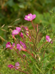 Fototapeta premium Иван-чай, Кипрей