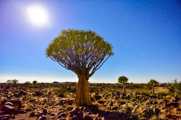 Naklejka premium Quiver Tree Forest - Nambia