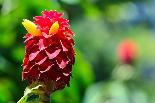 Red Indonesian Wax Ginger flower (Tapeinochilos ananassae)