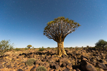 Quiver Tree Forest - Nambia