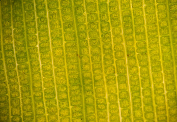 Stomata in the plant leaf