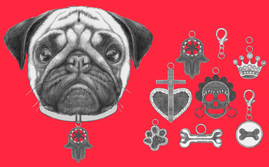 Original drawing of Pug Dog with collar. Isolated on white background.