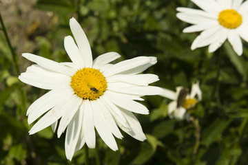daisy flowers and green background