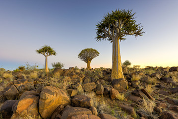 Quiver Tree Forest - Nambia