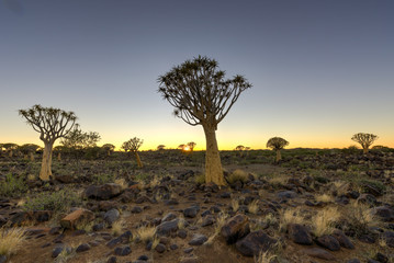 Quiver Tree Forest - Nambia
