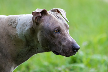 Obraz premium The dog