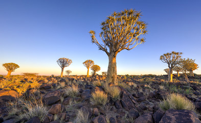 Naklejka premium Quiver Tree Forest - Nambia
