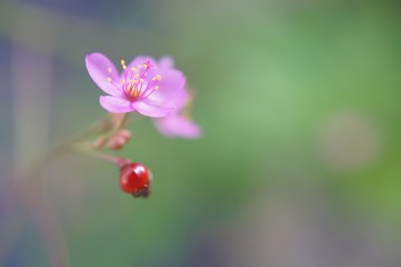 Search Photos By Laurentmorand