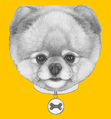 Original drawing of Pomeranian dog with collar.Isolated on colored background.