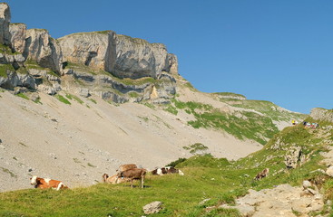 Kühe am hohen Ifen Kleinwalsertal auf der Sommerweide