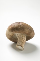 A shiitake mushroom