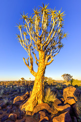Quiver Tree Forest - Nambia