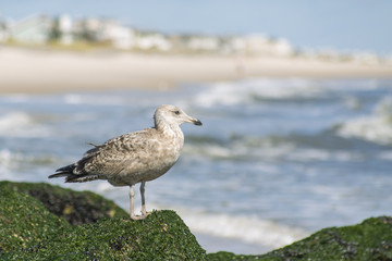 Long Beach Island, NJ, USA