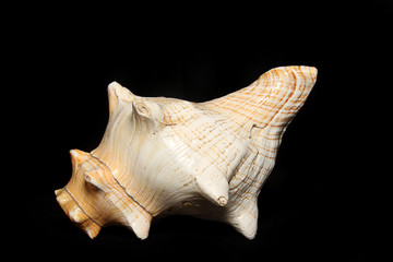 Closeup of sea shell , photographed against black background