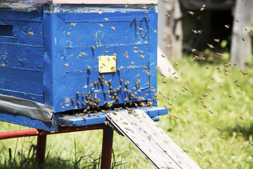 Honey bees at work, flying around hive