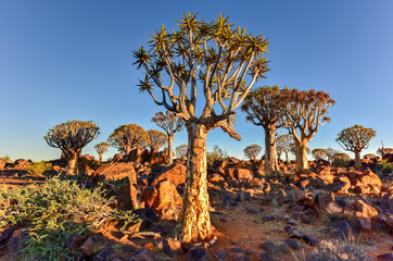 Quiver Tree Forest - Nambia