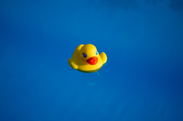 Rubber duck in the swimming pool