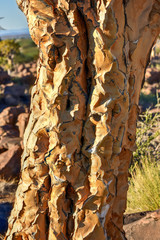 Quiver Tree Forest - Nambia