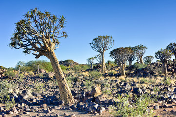 Quiver Tree Forest - Nambia