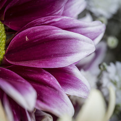 Fototapeta premium Macro still of bright purple petals with smooth texture and gradient on a flower in bloom