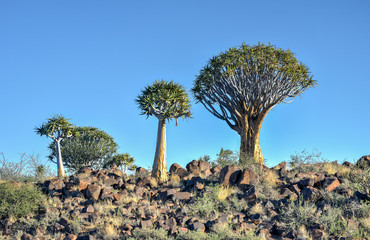 Quiver Tree Forest - Nambia