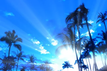 Aluminium Prints Palm tree Palm trees silhouetted against a tropical sunset, Maui, Hawaii,