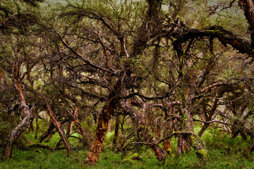 Polylepis andean highland forest, Ecuador