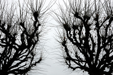 Old twisted scary tree branches