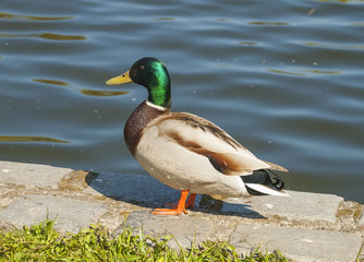 Drake on a water background