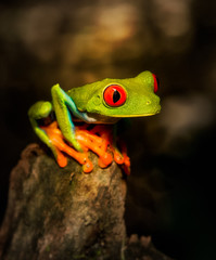 Red-eyed Green Tree Frog