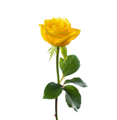 Naklejka premium pojedyncza piękna żółta róża