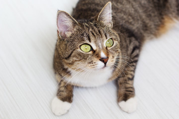 Green-eyed tabby cat isolated on white wooden background