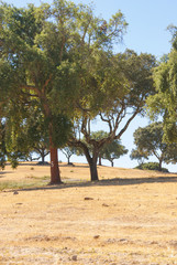 Fototapeta premium Alentejo